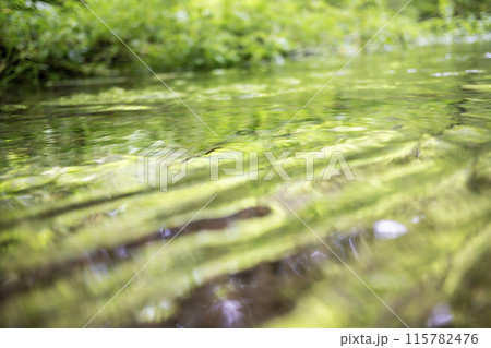 森の小川に映る新緑 木谷沢渓流 森の小川に映る新緑 木谷沢渓流 115782476