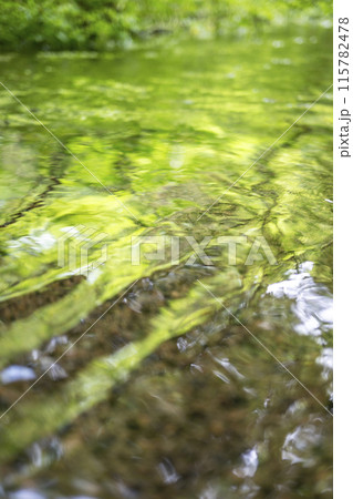 森の小川に映る新緑　木谷沢渓流 115782478