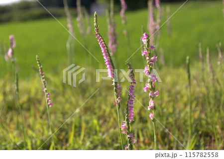 土手に群生するピンク色のネジバナの花 土手に群生するピンク色のネジバナの花 115782558