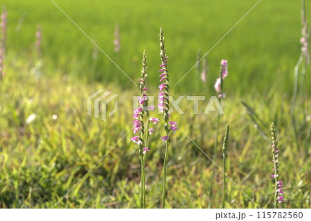 土手に群生するピンク色のネジバナの花 土手に群生するピンク色のネジバナの花 115782560