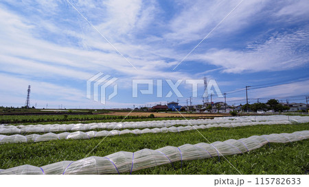 夏の青空と緑の葉が生い茂る畑の風景 夏の青空と緑の葉が生い茂る畑の風景 115782633