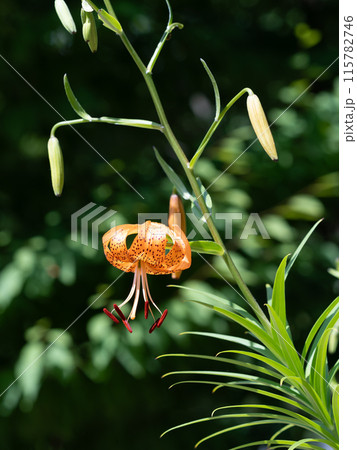 鮮やかな朱色のコオニユリ 115782746