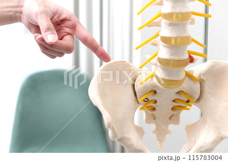 骨盤模型を指差す医療従事者（整体師）の手 115783004