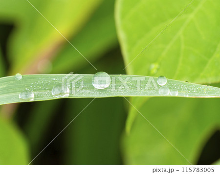 水滴が付いた新緑の葉 水滴が付いた新緑の葉 115783005
