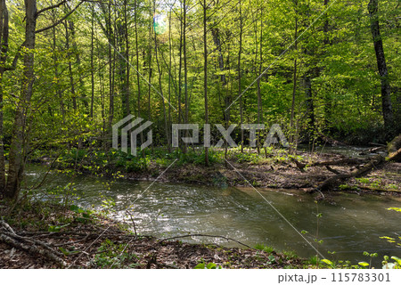 奥入瀬渓流（青森県十和田市） 115783301