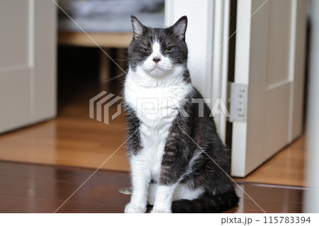 ハチワレねこ 115783394