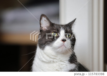 ハチワレねこ 115783398