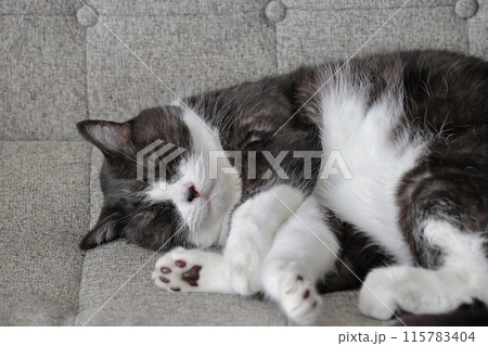 ハチワレねこ ハチワレねこ 115783404