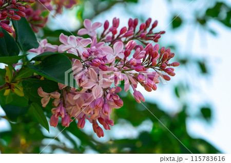 A bouquet of purple lilacs blooming on a tree branch 115783616