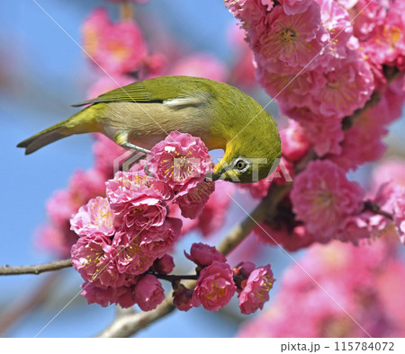 満開の紅梅でお食事中のメジロさん（ 春イメージ ）（ ほのぼのイメージ ） 115784072