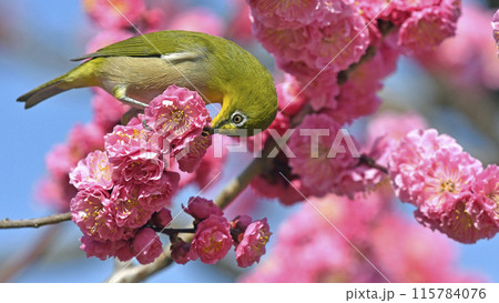 満開の紅梅でお食事中のメジロさん（ 春イメージ ）（ ほのぼのイメージ ） 115784076