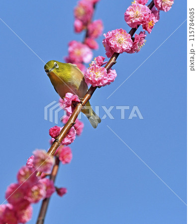 満開の紅梅にメジロさんがやって来た（ 春イメージ ）（ 躍動イメージ ） 115784085