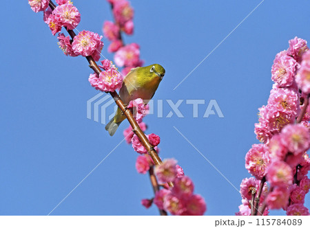 満開の紅梅にメジロさんがやって来た（ 春イメージ ）（ 躍動イメージ ） 115784089