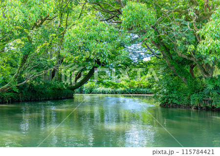 初夏の柳川の風景 福岡県柳川市 初夏の柳川の風景 福岡県柳川市 115784421