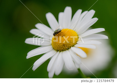 A daisy flower with a fly A daisy flower with a fly 115784479