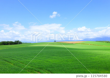 夏の北海道の爽やかな風景 夏の北海道の爽やかな風景 115784580