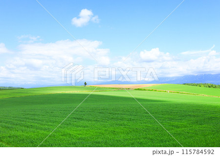 夏の北海道の爽やかな風景 夏の北海道の爽やかな風景 115784592
