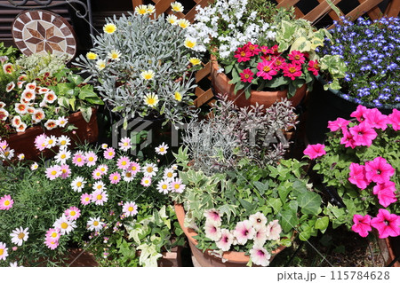 カラフルな花の寄せ植え＆寄せ鉢 115784628
