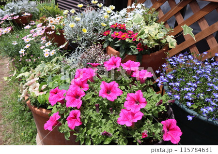 カラフルな花の寄せ植え＆寄せ鉢 115784631