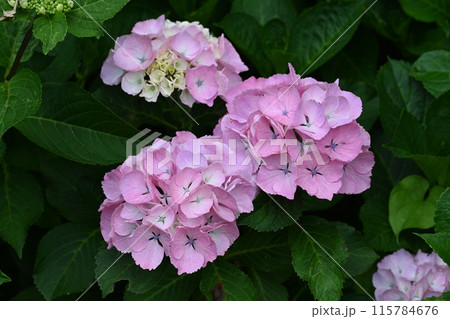 近所の庭に咲いた紫陽花の花 近所の庭に咲いた紫陽花の花 115784676