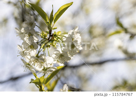 cherry blossoms in the orchard cherry blossoms in the orchard 115784767