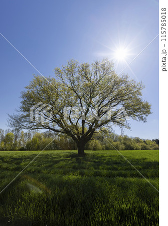an old tall oak with young foliage, the first foliage 115785018
