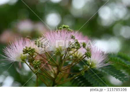 近所の小川で見かけたネムノキの花 115785106