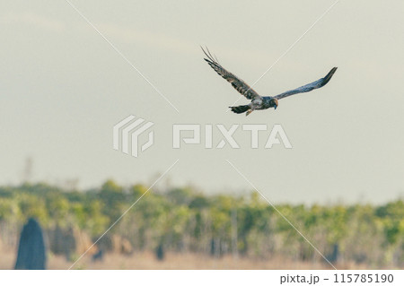 A Spotted Harrier flying over the open spaces of Cape York, Australia. 115785190
