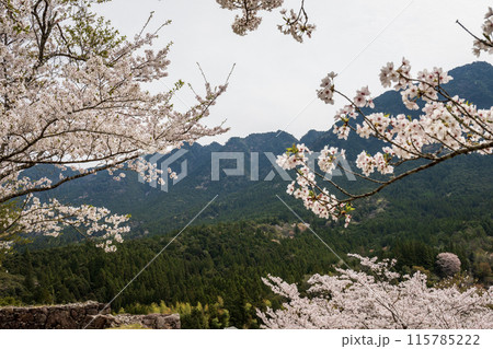 赤木城跡に咲く桜 赤木城跡に咲く桜 115785222