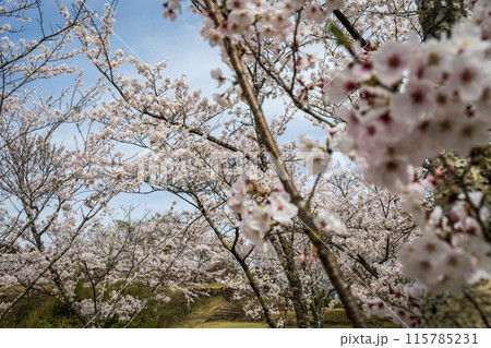 赤木城跡に咲く桜 赤木城跡に咲く桜 115785231