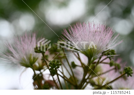 近所の小川で見かけたネムノキの花 115785241
