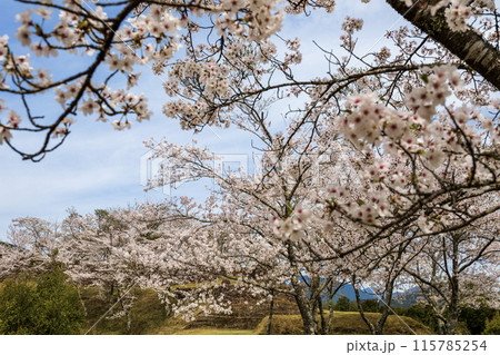 赤木城跡に咲く桜 115785254