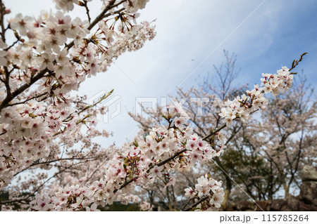 赤木城跡に咲く桜 赤木城跡に咲く桜 115785264