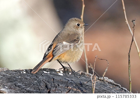 ジョウビタキのメス 115785333
