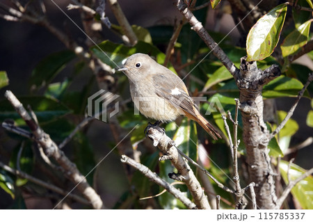 ジョウビタキのメス ジョウビタキのメス 115785337