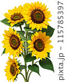 黄色いひまわりの花 115785397