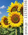 大きなひまわり 115785398