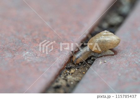 路上を這うカタツムリ 115785437