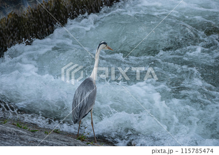 鴨川の堰の下で獲物を狙うアオサギ 鴨川の堰の下で獲物を狙うアオサギ 115785474