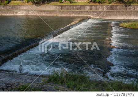 鴨川の堰を流れ落ちる水 鴨川の堰を流れ落ちる水 115785475
