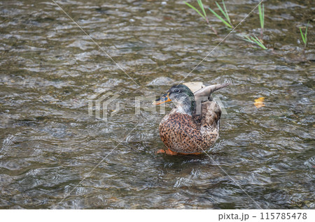 鴨川のマガモ　メス 115785478