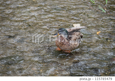 鴨川のマガモ メス 鴨川のマガモ メス 115785479