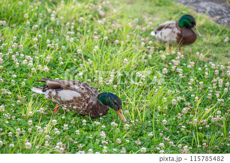鴨川のマガモ(オス) 鴨川のマガモ(オス) 115785482