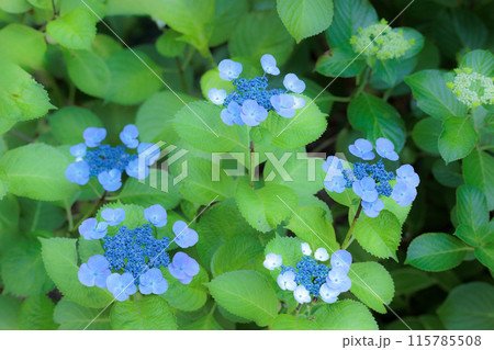 梅雨空に色彩鮮やかに咲き誇るアジサイの花 梅雨空に色彩鮮やかに咲き誇るアジサイの花 115785508