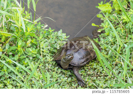 用水路のアカミミガメ 用水路のアカミミガメ 115785605