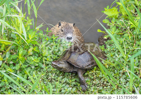 用水路のアカミミガメとヌートリア 115785606