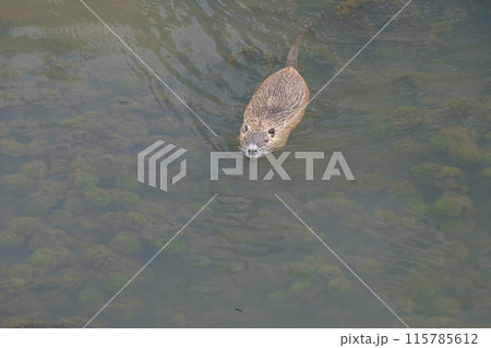 用水路を泳ぐヌートリア 用水路を泳ぐヌートリア 115785612