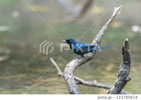 A beautiful male, Shining Flycatcher at a waterhole at Cape York, far North Queensland, Australia.  115785614