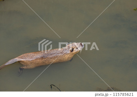 用水路を泳ぐヌートリア 用水路を泳ぐヌートリア 115785621