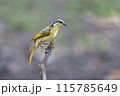 Varied Honeyeater at a waterhole, Cape York, Queensland, Australia. Varied Honeyeater at a waterhole, Cape York, Queensland, Australia. 115785649
